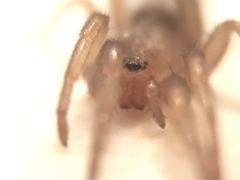 Gnaphosidae