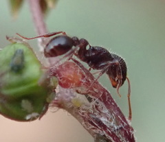 Tetramorium dichroum