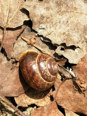 Arianta arbustorum