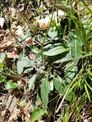Hieracium tenuiflorum
