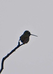 Saucerottia beryllina