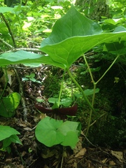 Trillium vaseyi
