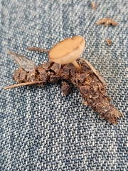 Ciboria betulicola