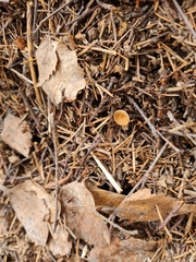 Ciboria betulicola