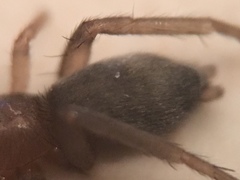 Gnaphosidae
