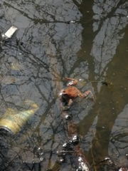Rana temporaria