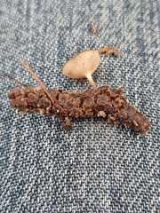Ciboria betulicola