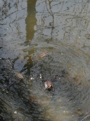 Rana temporaria