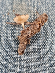 Ciboria betulicola
