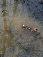 Rana temporaria