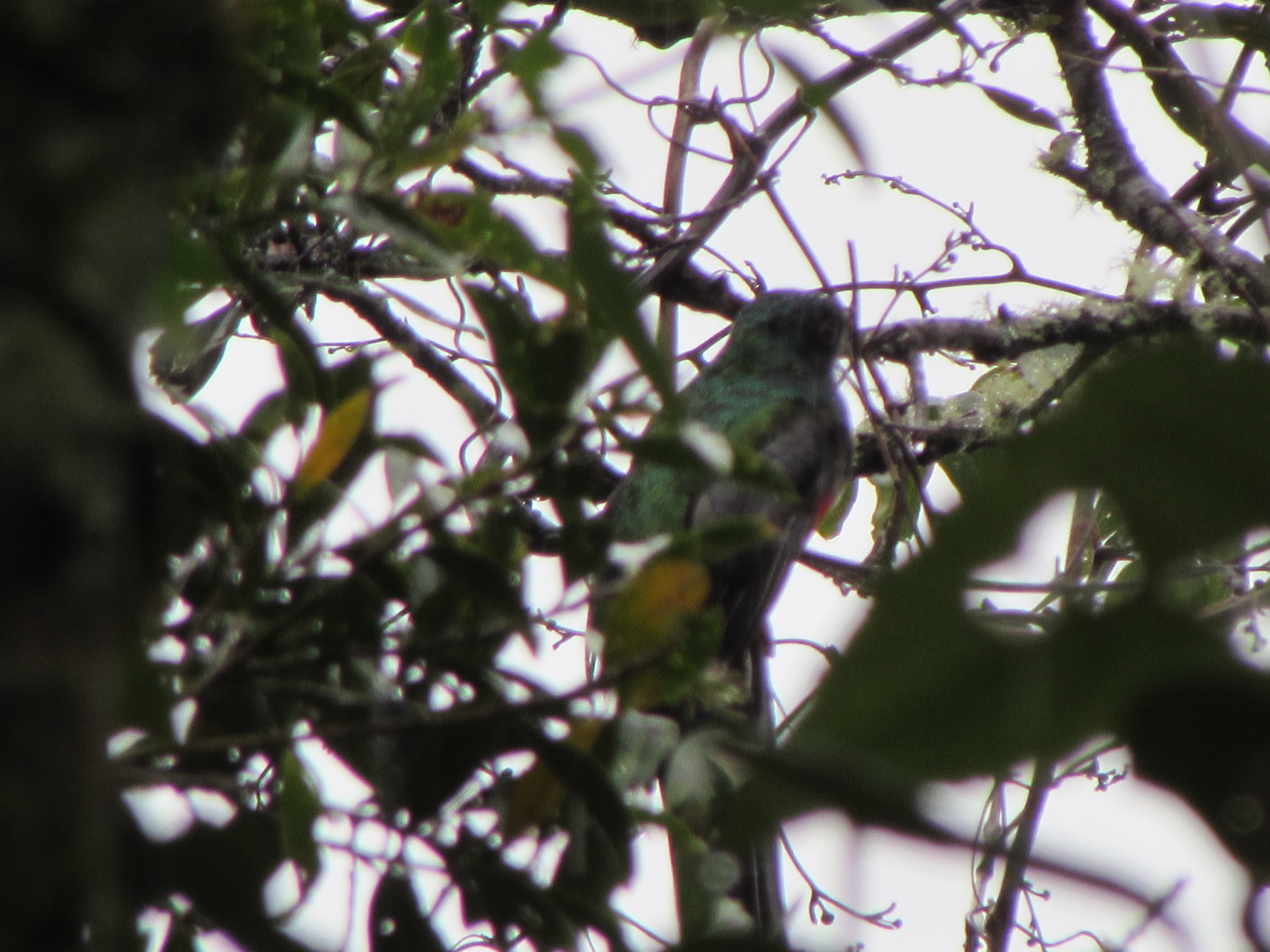 Trogon personatus image