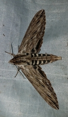 Sphinx canadensis