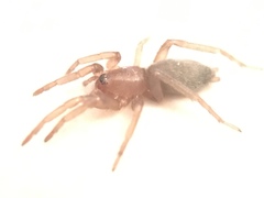 Gnaphosidae