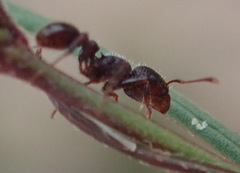 Tetramorium dichroum