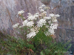 Kitagawia baicalensis