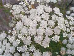 Kitagawia baicalensis