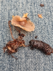 Ciboria coryli