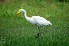 Ardea intermedia intermedia