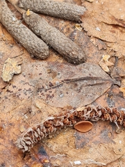 Ciboria coryli
