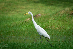 Ardea intermedia intermedia