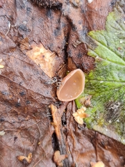 Ciboria coryli