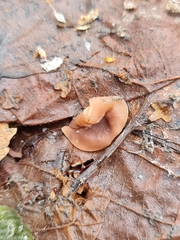 Ciboria coryli