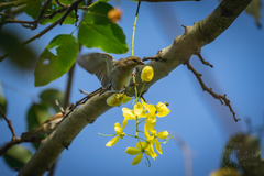 Passer domesticus