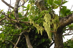 Dioscorea cumingii