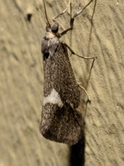 Cisthene liberomacula