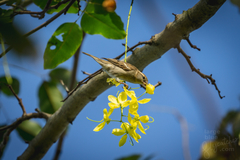 Passer domesticus
