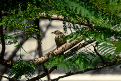Pycnonotus conradi