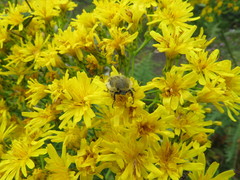 Tropinota squalida canariensis