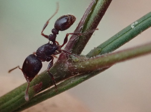 Tetramorium dichroumTetramorium dichroum