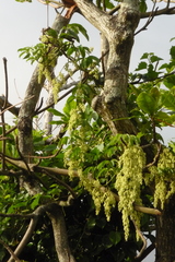 Dioscorea cumingii