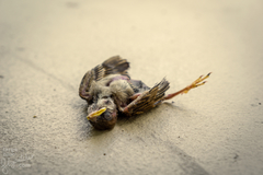 Passer montanus