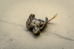 Passer montanus