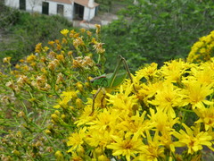 Calliphona palmensis