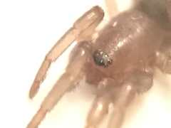 Gnaphosidae