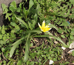 Tulipa urumiensis