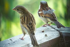 Passer domesticus