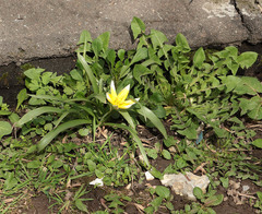 Tulipa urumiensis