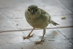Passer domesticus