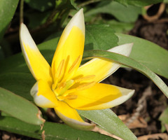 Tulipa urumiensis