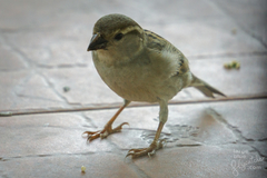 Passer domesticus