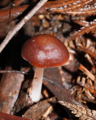 Lentinellus tasmanicus