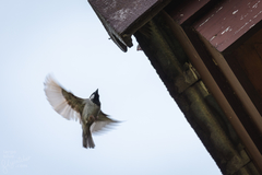 Passer domesticus