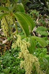 Dioscorea cumingii
