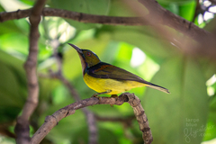 Brown-Throated Sunbird photo 5