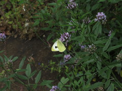 Pieris cheiranthi