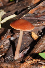 Lentinellus tasmanicus